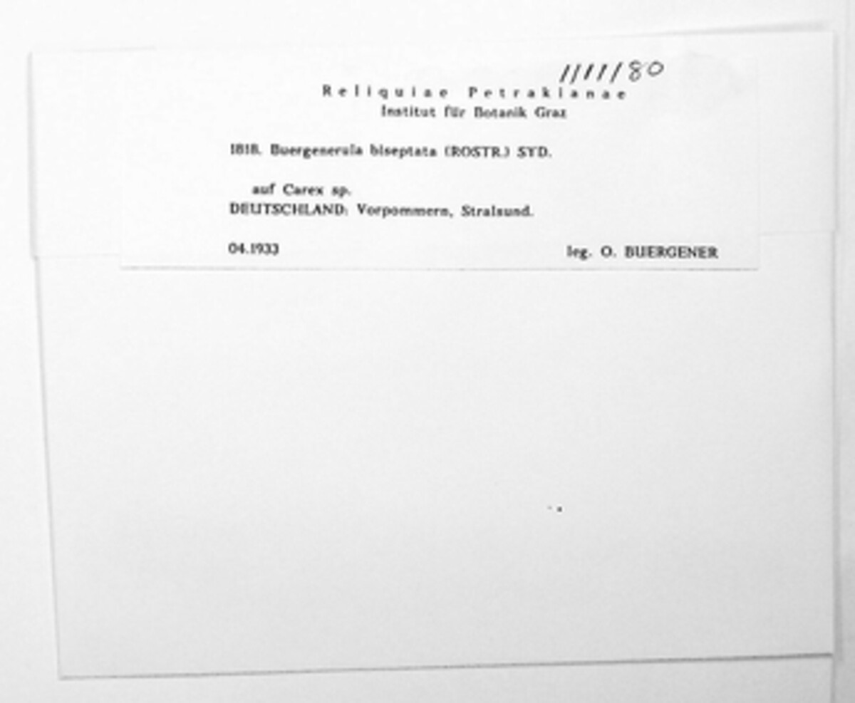 Buergenerula biseptata image